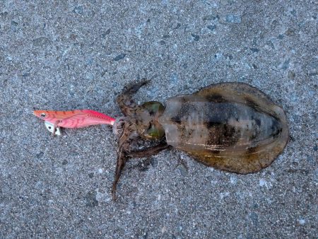 淡路島エギングリベンジ